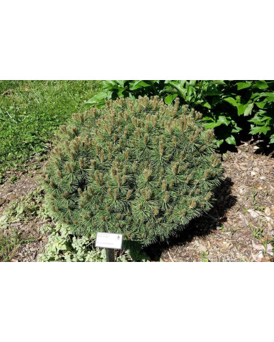 Сосна гірська піренейська | Сосна горная пиренейская | Pinus uncinata