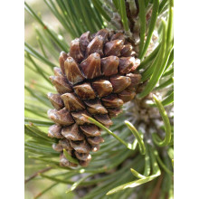 Сосна гірська піренейська | Сосна горная пиренейская | Pinus uncinata