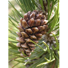 Сосна гірська піренейська | Сосна горная пиренейская | Pinus uncinata