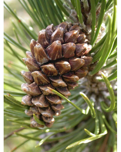 Сосна гірська піренейська | Сосна горная пиренейская | Pinus uncinata