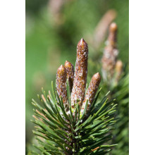 Сосна гірська піренейська | Сосна горная пиренейская | Pinus uncinata