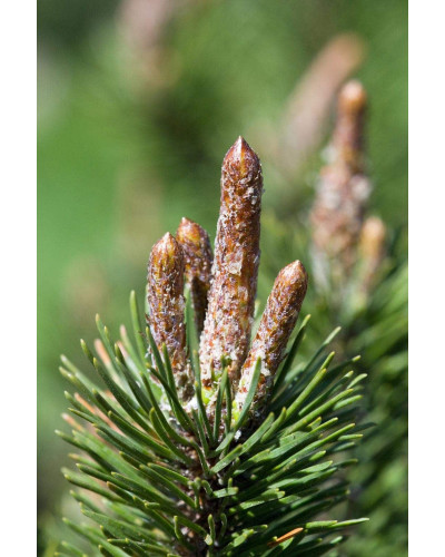 Сосна гірська піренейська | Сосна горная пиренейская | Pinus uncinata