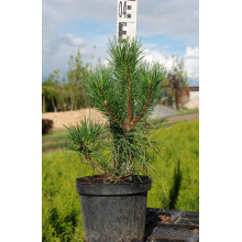 Сосна гірська піренейська | Сосна горная пиренейская | Pinus uncinata