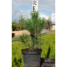 Сосна гірська піренейська | Сосна горная пиренейская | Pinus uncinata
