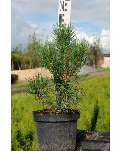 Сосна гірська піренейська | Сосна горная пиренейская | Pinus uncinata