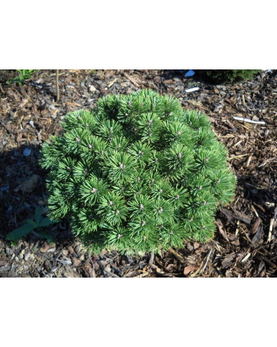Сосна гірська піренейська | Сосна горная пиренейская | Pinus uncinata
