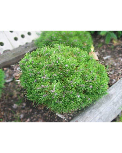Сосна гірська піренейська | Сосна горная пиренейская | Pinus uncinata
