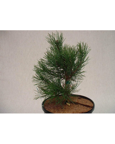 Сосна гірська піренейська | Сосна горная пиренейская | Pinus uncinata