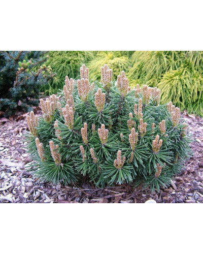Сосна гірська піренейська | Сосна горная пиренейская | Pinus uncinata