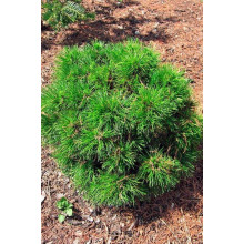 Сосна гірська Варелла | Pinus mugo Varella | Сосна горная Варелла