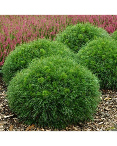 Сосна гірська Варелла | Pinus mugo Varella | Сосна горная Варелла