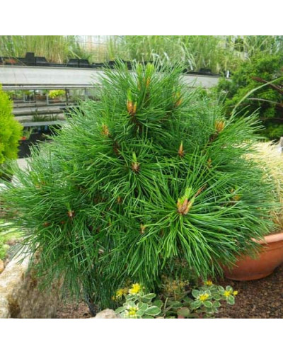 Сосна гірська Варелла | Pinus mugo Varella | Сосна горная Варелла
