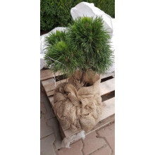 Сосна гірська Варелла | Pinus mugo Varella | Сосна горная Варелла
