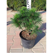 Сосна гірська Варелла | Pinus mugo Varella | Сосна горная Варелла