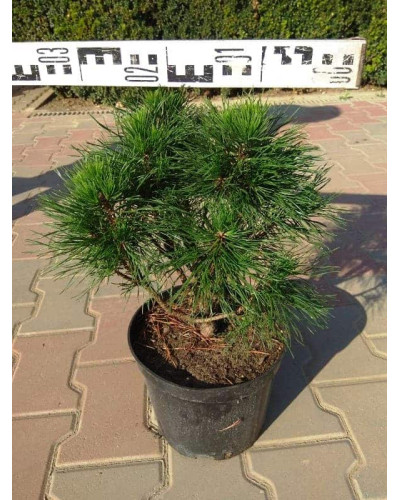 Сосна гірська Варелла | Pinus mugo Varella | Сосна горная Варелла