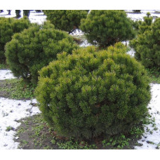 Сосна гірська Мопс | Сосна горная Мопс | Pinus mugo Mops