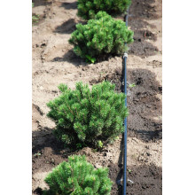 Сосна гірська Мопс | Сосна горная Мопс | Pinus mugo Mops