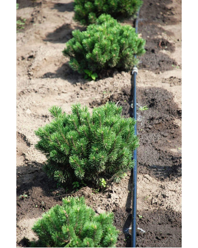 Сосна гірська Мопс | Сосна горная Мопс | Pinus mugo Mops