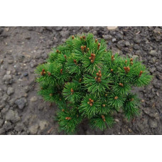 Сосна гірська Мопс | Сосна горная Мопс | Pinus mugo Mops