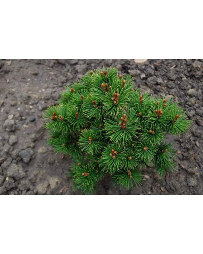 Сосна гірська Мопс | Сосна горная Мопс | Pinus mugo Mops