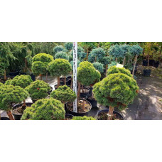 Сосна гірська Мопс | Сосна горная Мопс | Pinus mugo Mops