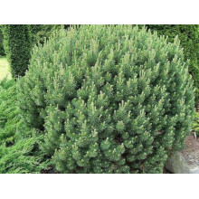 Сосна гірська Мопс | Сосна горная Мопс | Pinus mugo Mops