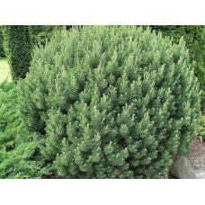 Сосна гірська Мопс | Сосна горная Мопс | Pinus mugo Mops
