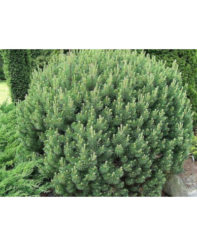 Сосна гірська Мопс | Сосна горная Мопс | Pinus mugo Mops