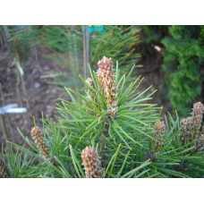 Сосна гірська Мопс | Сосна горная Мопс | Pinus mugo Mops