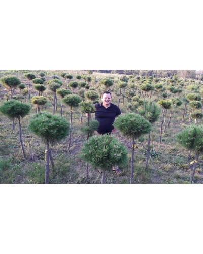 Сосна гірська Мопс | Сосна горная Мопс | Pinus mugo Mops