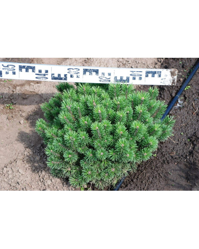 Сосна гірська Мопс | Сосна горная Мопс | Pinus mugo Mops
