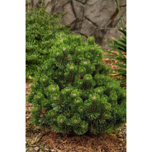 Сосна гірська Гном | Сосна горная Гном | Pinus mugo Gnom