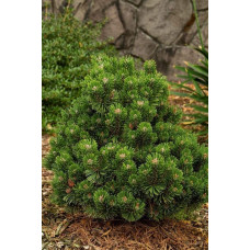 Сосна гірська Гном | Сосна горная Гном | Pinus mugo Gnom