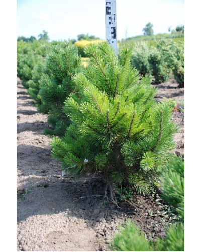 Сосна гірська Гном | Сосна горная Гном | Pinus mugo Gnom