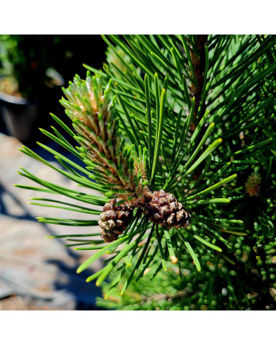 Сосна гірська Гном | Сосна горная Гном | Pinus mugo Gnom
