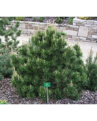 Сосна гірська Гном | Сосна горная Гном | Pinus mugo Gnom