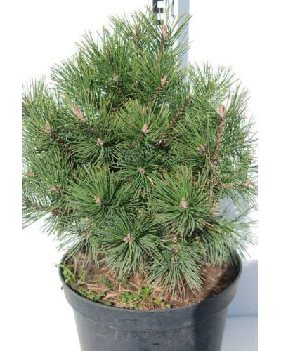 Сосна гірська Гном | Сосна горная Гном | Pinus mugo Gnom