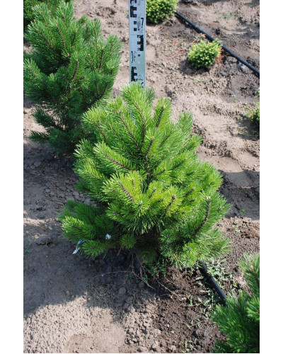 Сосна гірська Гном | Сосна горная Гном | Pinus mugo Gnom