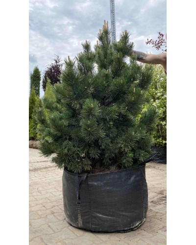 Сосна гірська Гном | Сосна горная Гном | Pinus mugo Gnom