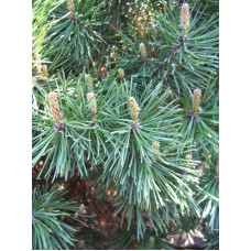 Сосна гірська Гном | Сосна горная Гном | Pinus mugo Gnom