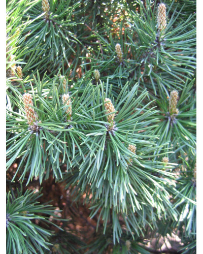Сосна гірська Гном | Сосна горная Гном | Pinus mugo Gnom