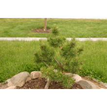 Сосна гірська Гном | Сосна горная Гном | Pinus mugo Gnom