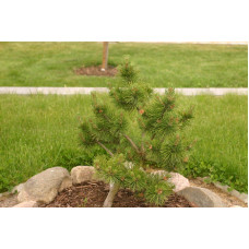 Сосна гірська Гном | Сосна горная Гном | Pinus mugo Gnom