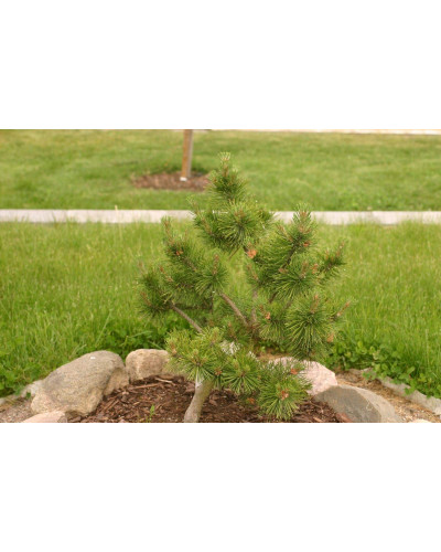 Сосна гірська Гном | Сосна горная Гном | Pinus mugo Gnom