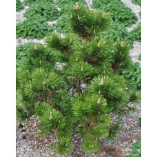 Сосна гірська Гном | Сосна горная Гном | Pinus mugo Gnom