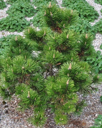 Сосна гірська Гном | Сосна горная Гном | Pinus mugo Gnom