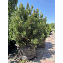 Сосна гірська Гном | Сосна горная Гном | Pinus mugo Gnom
