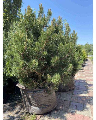 Сосна гірська Гном | Сосна горная Гном | Pinus mugo Gnom