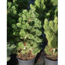 Сосна гірська Гном | Сосна горная Гном | Pinus mugo Gnom