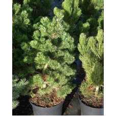 Сосна гірська Гном | Сосна горная Гном | Pinus mugo Gnom